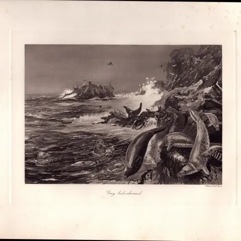 Grey Seals Alarmed Rare Limited-Edition  J.G. Millais Antique Print-44.
