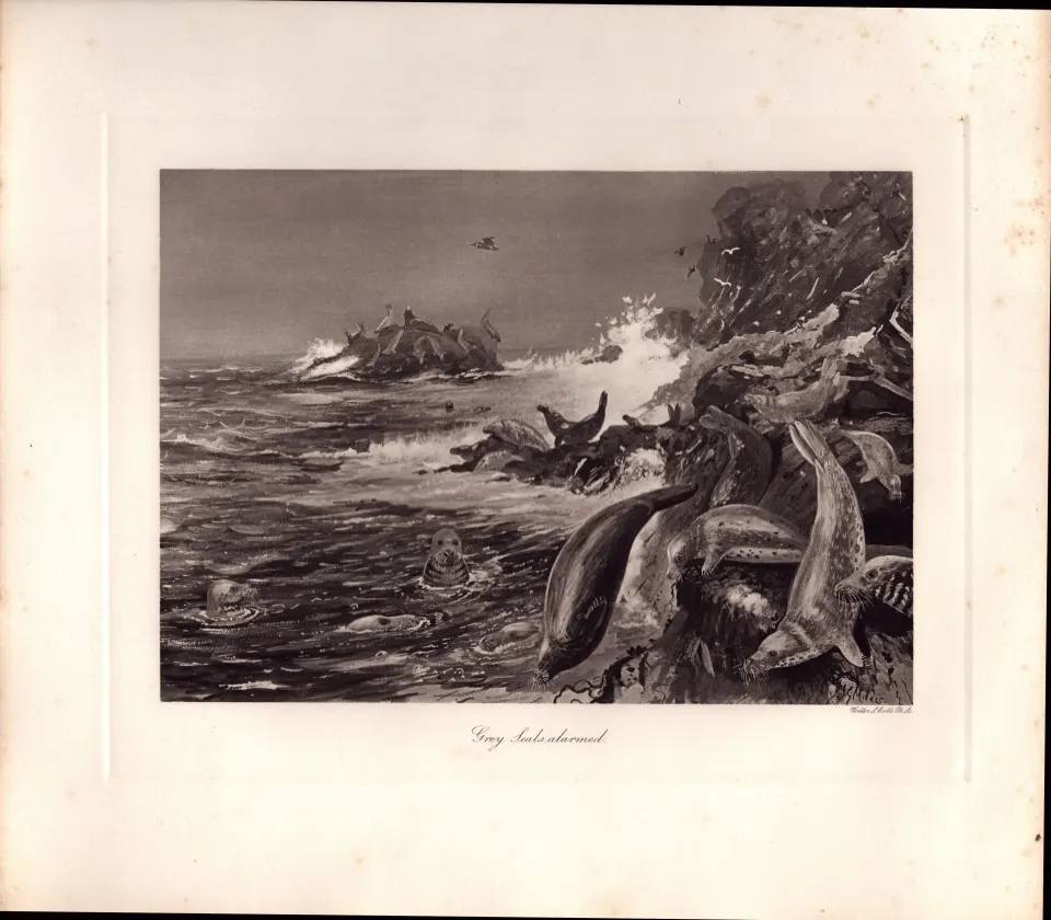 Grey Seals Alarmed Rare Limited-Edition  J.G. Millais Antique Print-44.