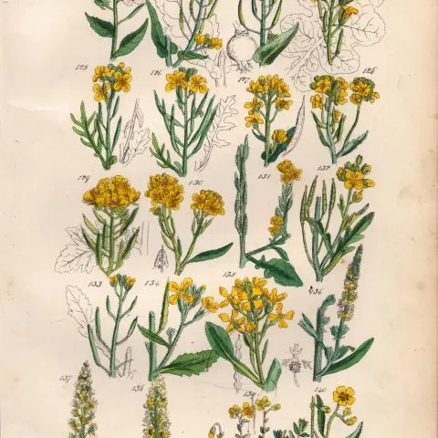 Sowerby Antique Wild Turnip, Cabbage, Wild Mustard, Wall Rocket, Wild Radish-7