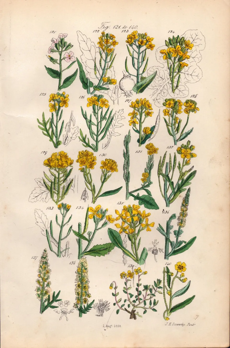 Sowerby Antique Wild Turnip, Cabbage, Wild Mustard, Wall Rocket, Wild Radish-7