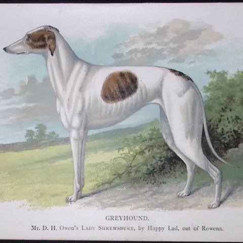 The Greyhound British Dogs by Hugh Dalziel 1889 Antique Coloured Book Plate-1