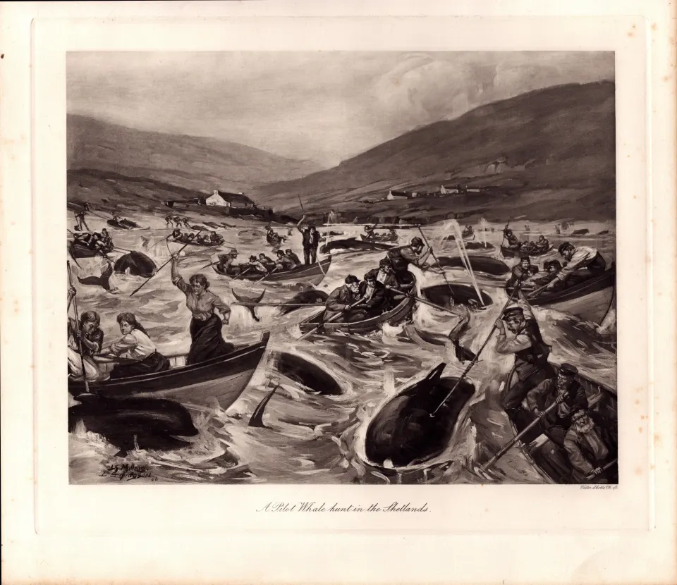 Whale Hunt in The Shetlands Rare Limited-Edition Antique Print-1.