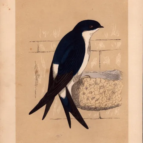 Martin Rev Morris Antique History of British Birds Engraving.