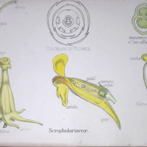 Figworts Botanical Flower Diagram Rare Antique First Edition Illustration-66