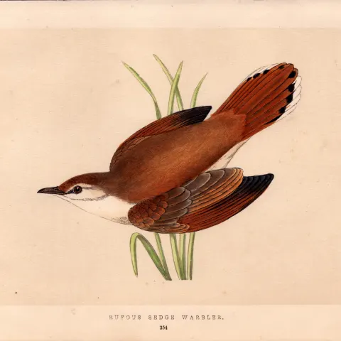 Rufous Sedge Warbler Rev Morris Antique History of British Birds Engraving.