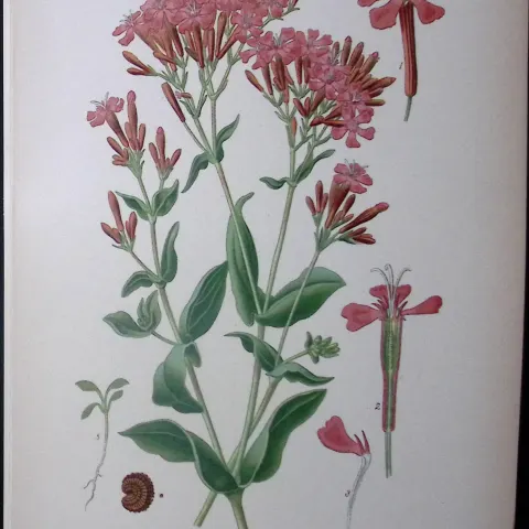 Catchfly Flower Edward Step Rare Antique Botanical Book Plate-39