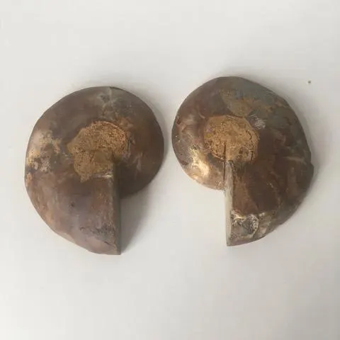 Fossil Shell, Ammonite (Perispimctes) Madagascan,9x4, Full Large, Polished, 200 Million Years