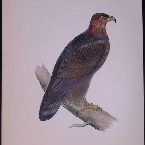 Golden Eagle Rev Morris Antique History of British Birds 130 Years-Old Engraving-14