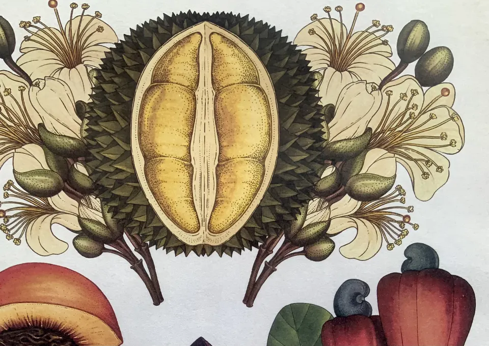 BEAUTIFUL BOTANICAL ENGLISH  PRINTS  SET IN A GLAZED WOODEN FRAME