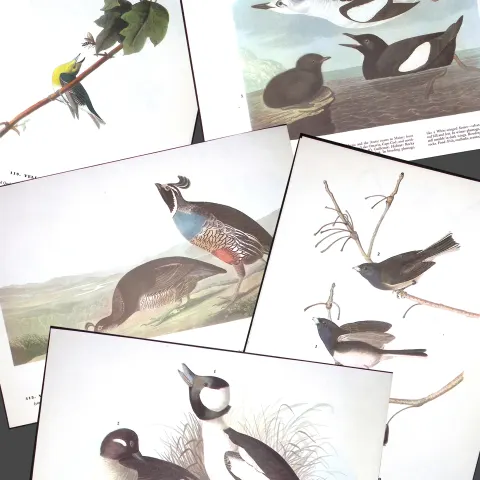 Job-Lot John James Audubon Birds of America 72-Year-Old Coloured Book Plates-13