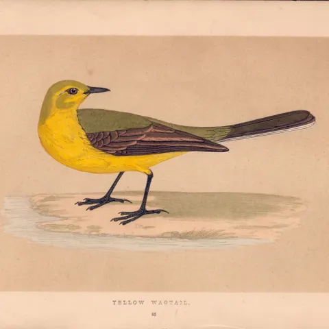 Yellow Wagtail  Rev Morris Antique History of British Birds Engraving.