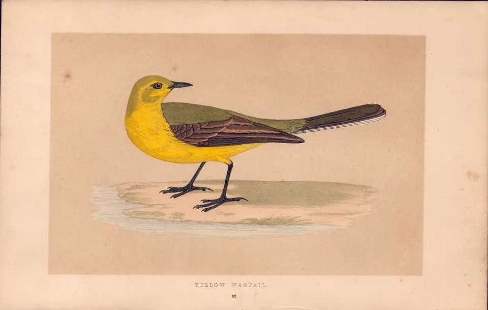 Yellow Wagtail  Rev Morris Antique History of British Birds Engraving.