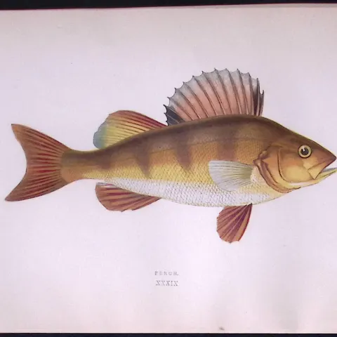Perch Fish Scarce Antique 1877 Johnathan Couch Woodblock Engraving-43