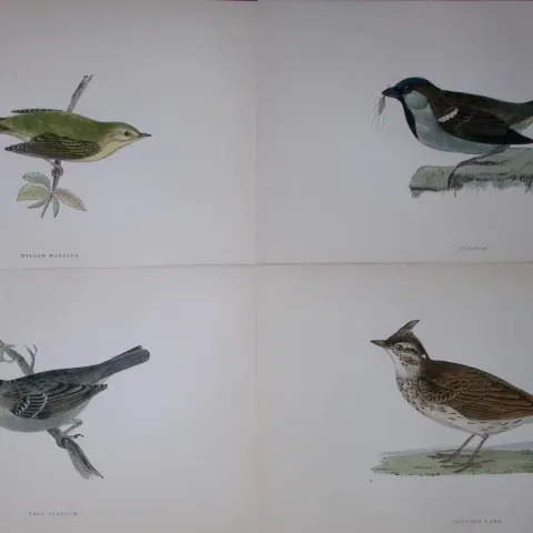 Job-Lot Rev Morris History of British Birds 130 Yrs-Old Antique Engravings-6
