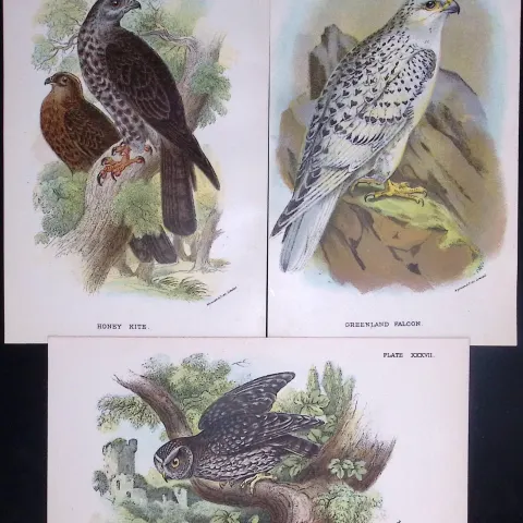 Job-Lot Lloyds Birds Little Owl, Honey Kite, Falcon 130 Yrs-Old Antique Engravings-1.