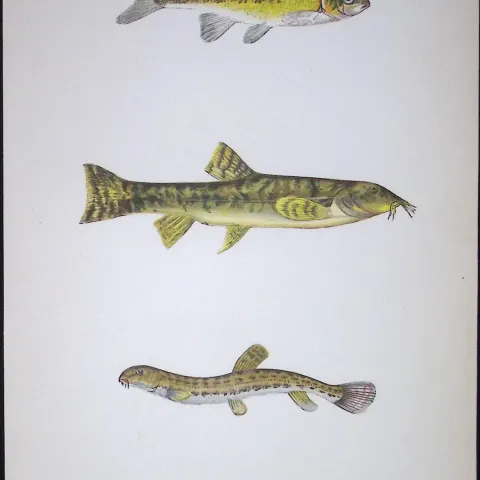 Minnow & Loach Fish Scarce Antique 1877 J. Couch Woodblock Engraving-136