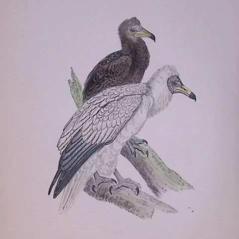 Egyptian Vulture Rev Morris Antique History of British Birds 130 Years-Old Engraving-12