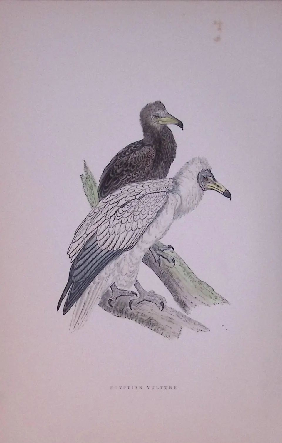 Egyptian Vulture Rev Morris Antique History of British Birds 130 Years-Old Engraving-12