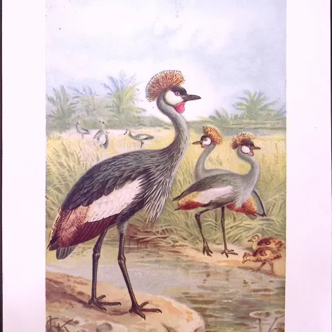 East African Balearic Crane & Bustards Double-Sided Colour Plate-57