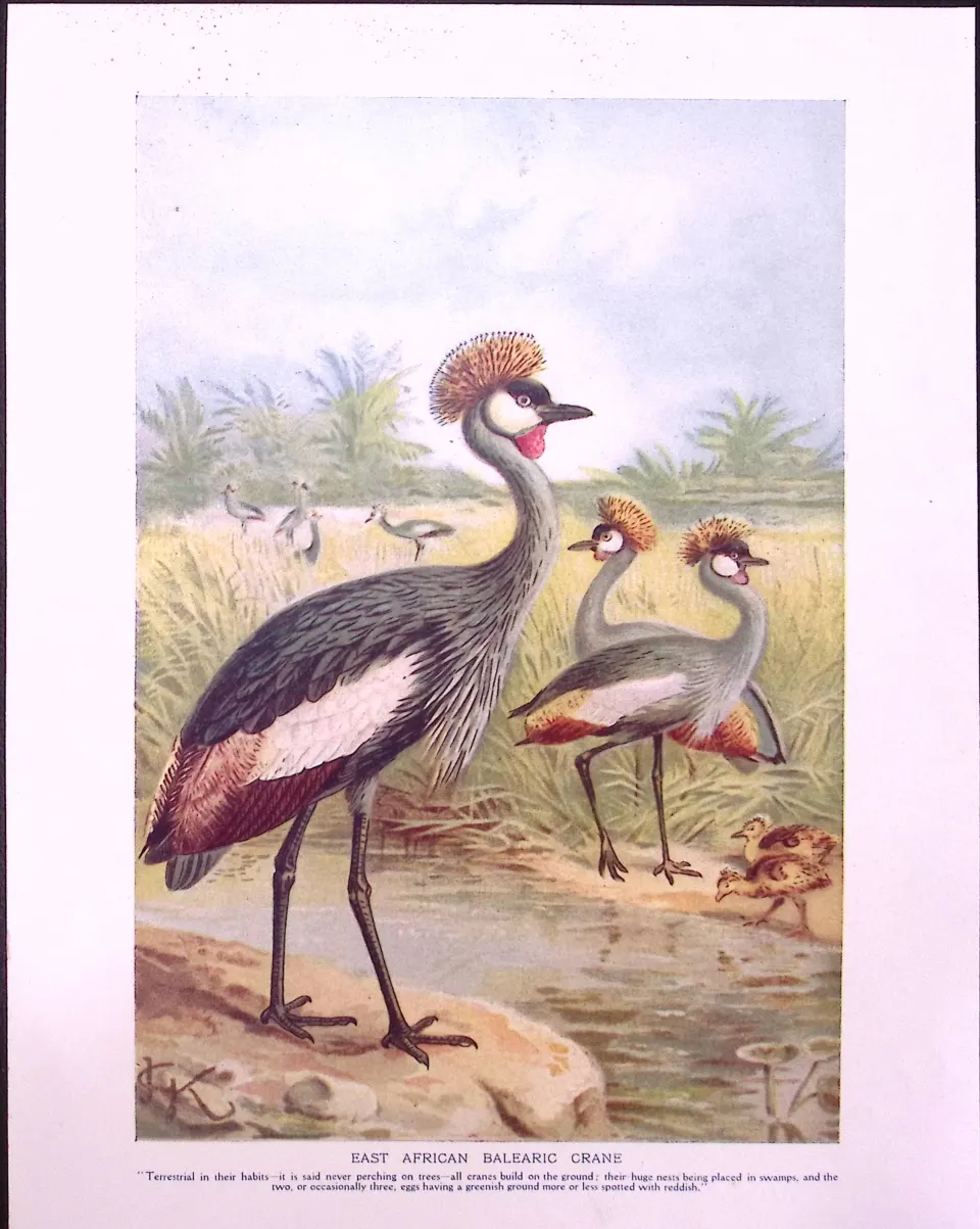 East African Balearic Crane & Bustards Double-Sided Colour Plate-57