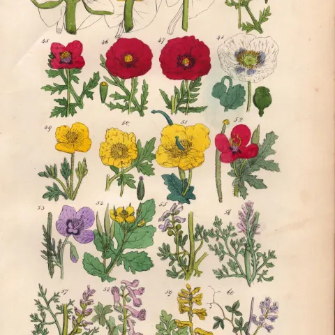 Sowerby Antique Wild-Flowers Print Water Lily, Poppy, Celandine, Fumitory, Corydalis-3.