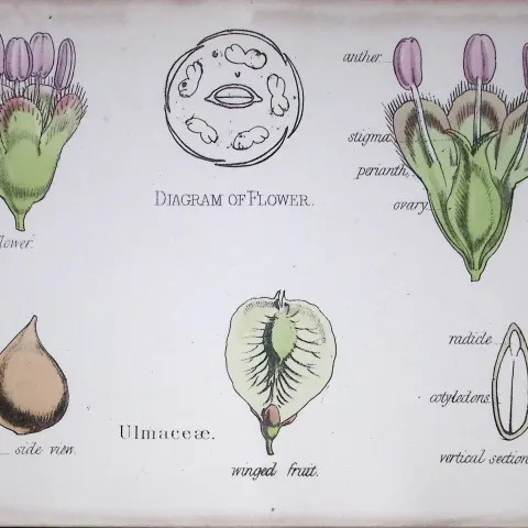 Ulmaceae Botanical Flower Diagram Rare Antique First Edition Illustration-77