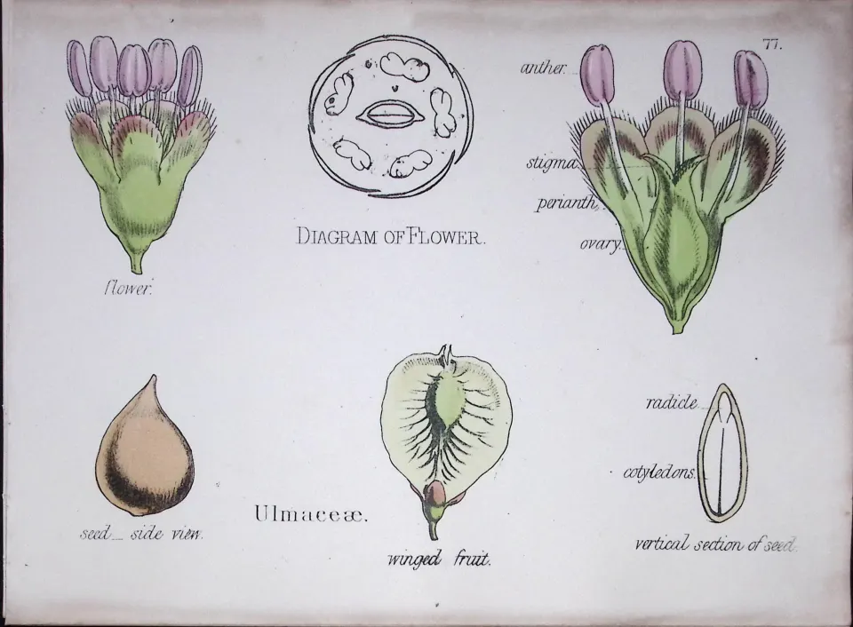 Ulmaceae Botanical Flower Diagram Rare Antique First Edition Illustration-77
