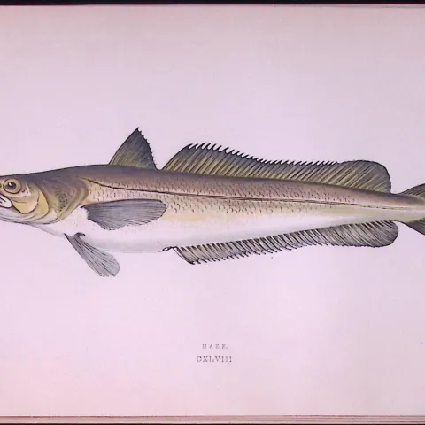 Hake Fish Scarce Antique 1877 Johnathan Couch Woodblock Engraving-18