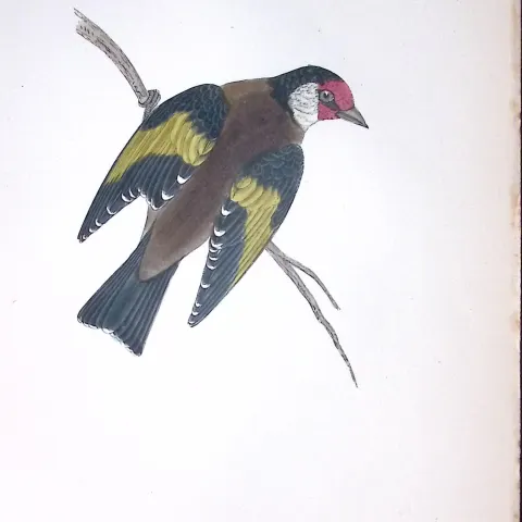 Goldfinch Rev Morris Antique History of British Birds 130 Years-Old Engraving-55