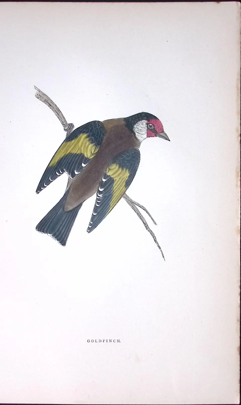 Goldfinch Rev Morris Antique History of British Birds 130 Years-Old Engraving-55