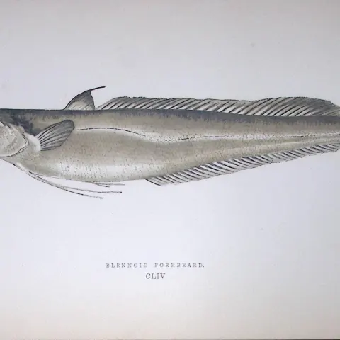 Blennoid Forkbeard  Fish Scarce Antique 1877 J. Couch Woodblock Engraving-77