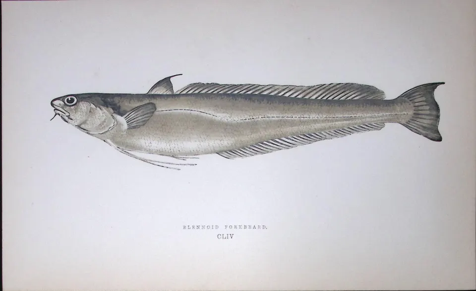 Blennoid Forkbeard  Fish Scarce Antique 1877 J. Couch Woodblock Engraving-77