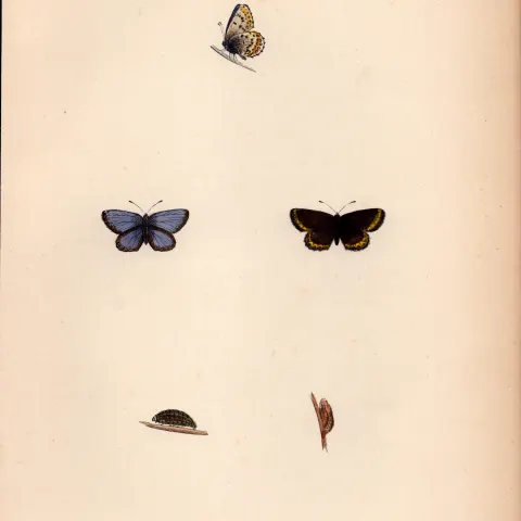 Silver Studded Blue Hand Coloured Antique Butterfly Plate Rev Morris-170.