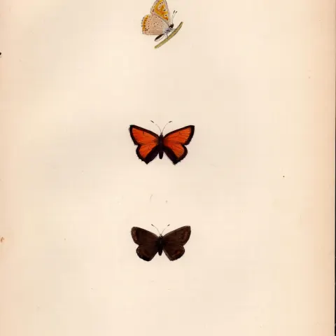 Purple-Edged Copper Coloured  Antique Butterfly Plate Rev Morris-154.