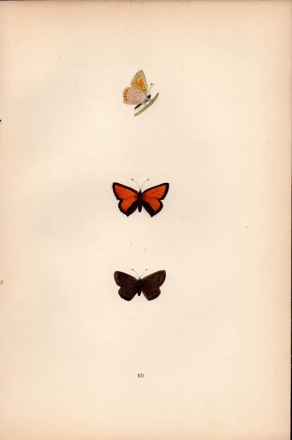Purple-Edged Copper Coloured  Antique Butterfly Plate Rev Morris-154.