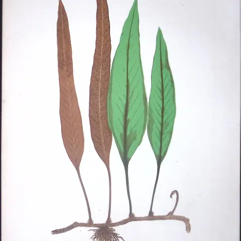 Niphoboolus Lingua Fern Antique Shirley Hibbard Greenhouse Coloured Print-6