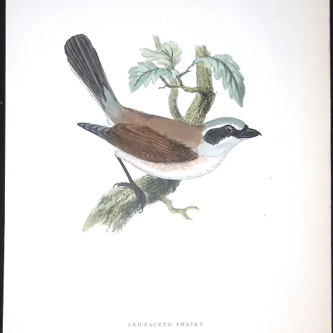 Red Backed Shrike Rev Morris Antique History of British Birds 130 Years-Old Engraving-63
