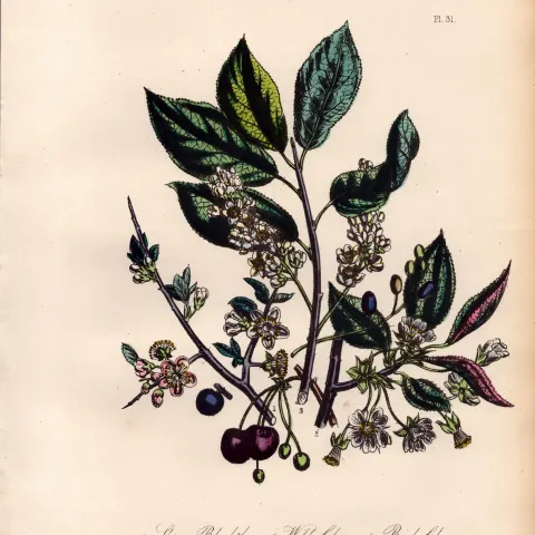 Rare 165-Yr-Old Antique Wildflower Gilt-Edged Illustration Jane Webb Loudon-31.