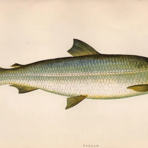 Pollan 1869 Antique Johnathan Couch Coloured Fish Engraving.