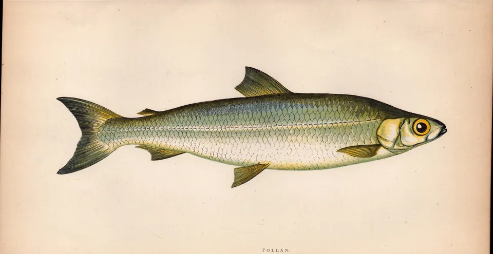 Pollan 1869 Antique Johnathan Couch Coloured Fish Engraving.