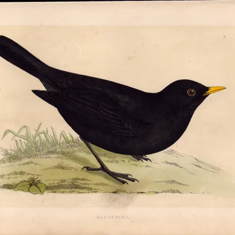 Blackbird  Rev Morris Antique History of British Birds 170 Years-Old Engraving.