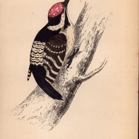 Lesser Spotted Woodpecker Rev Morris Antique History of British Birds Engraving-26.