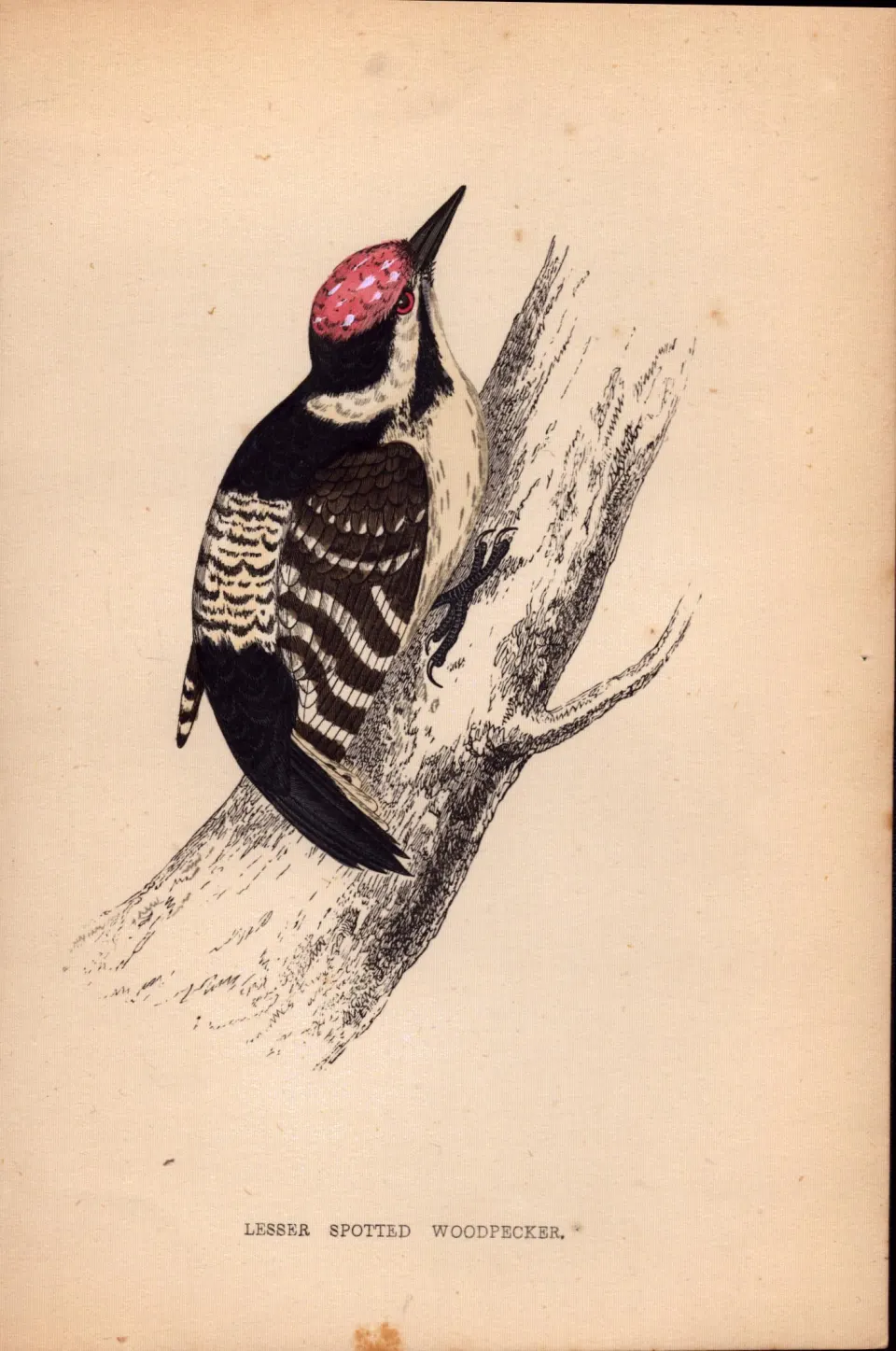 Lesser Spotted Woodpecker Rev Morris Antique History of British Birds Engraving-26.