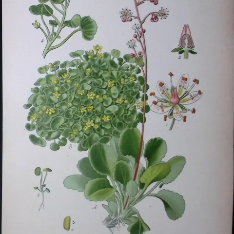 London Pride Edward Step Rare Antique Botanical Book Plate-88