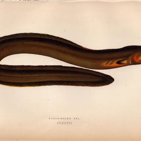 Broad-Nosed Eel Antique Johnathan Couch Coloured Fish Engraving.