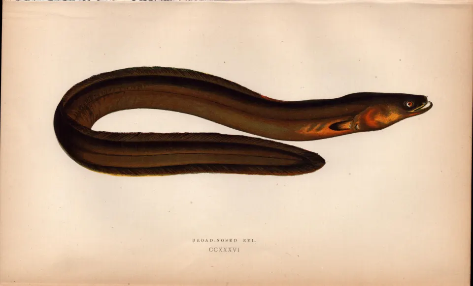 Broad-Nosed Eel Antique Johnathan Couch Coloured Fish Engraving.