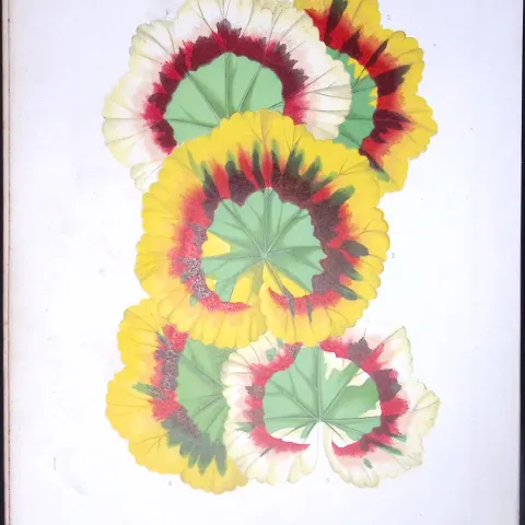 Tricolour Leaved Pelargoniums Antique Shirley Hibbard Greenhouse Coloured Print-18