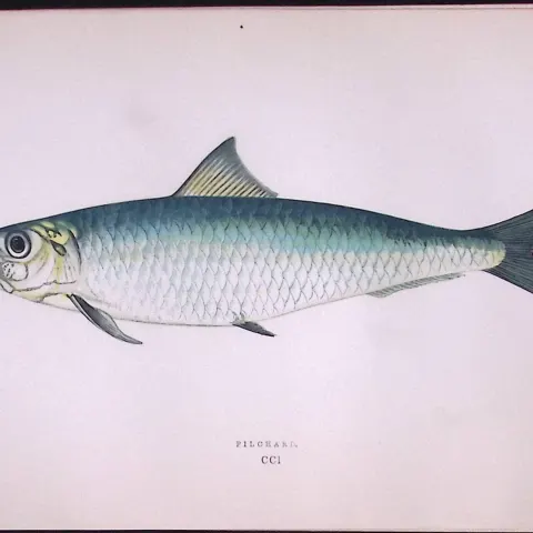 Pilchard Fish Scarce Antique 1877 Johnathan Couch Woodblock Engraving-32