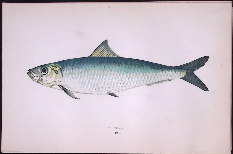 Pilchard Fish Scarce Antique 1877 Johnathan Couch Woodblock Engraving-32