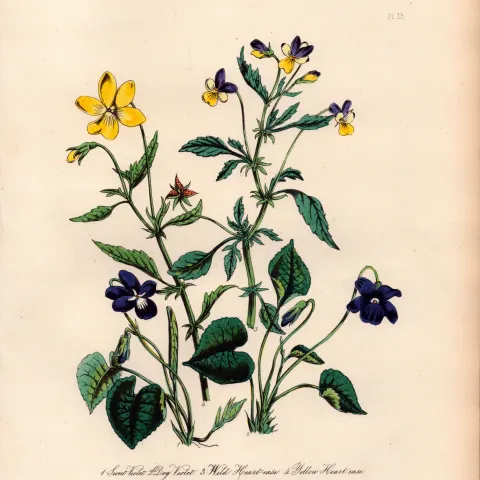 Rare 165-Yr-Old Antique Wildflower Gilt-Edged Illustration Jane Webb Loudon -13.